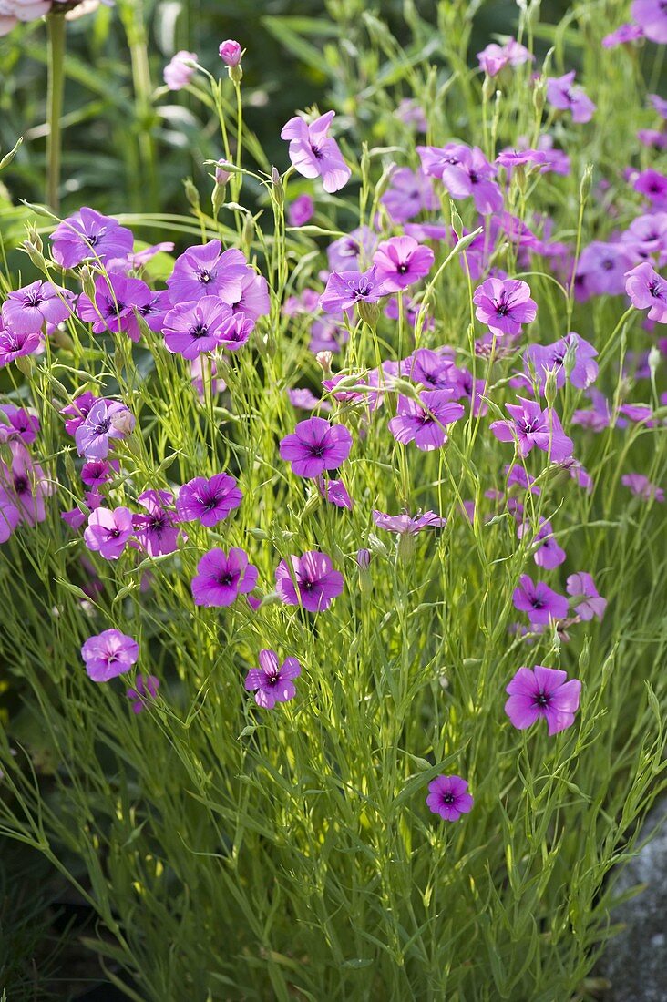 Silene coeli-rosa (Himmelsröschen)