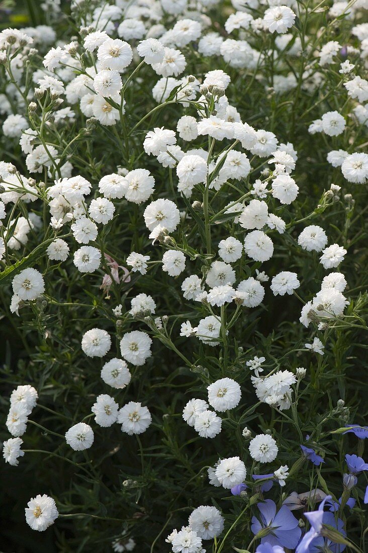 Achillea ptarmica 'The Pearl' syn 'Schneeball' (Gefüllte Bertramsgarbe)