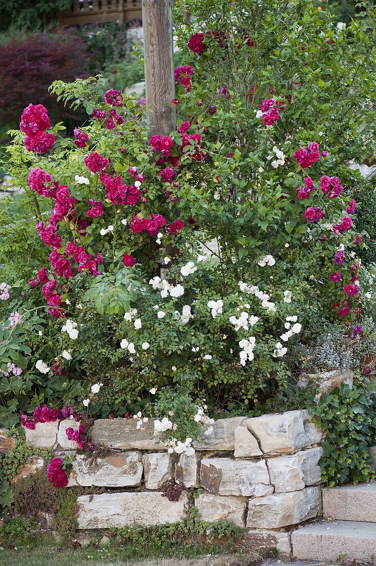 Red and white roses on dry stone wall