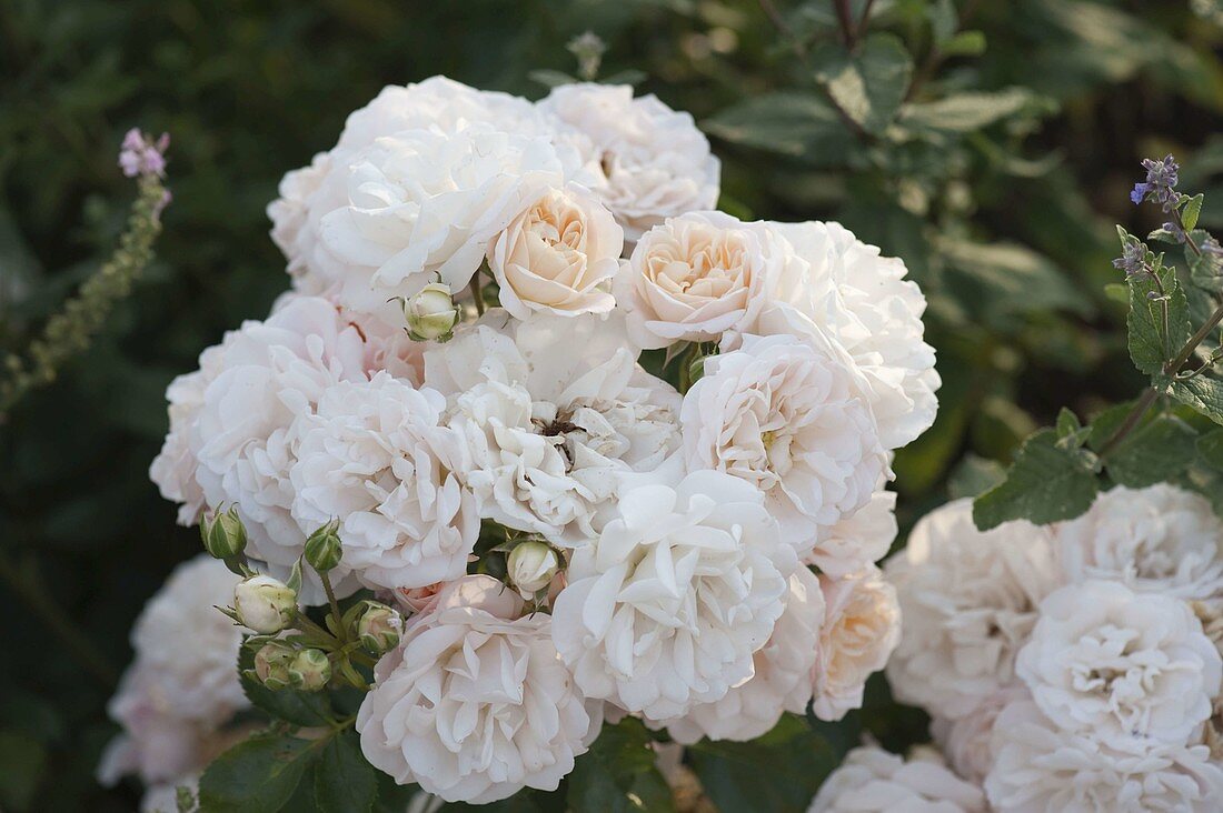 Rosa 'Banquet' (bedding rose), frequent flowering