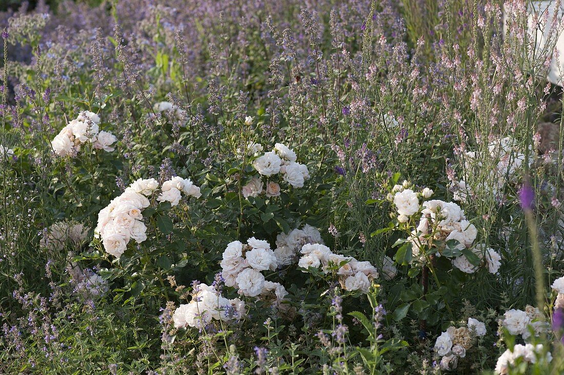 Pink 'banquet' (bed rose), more often flowering from Noack