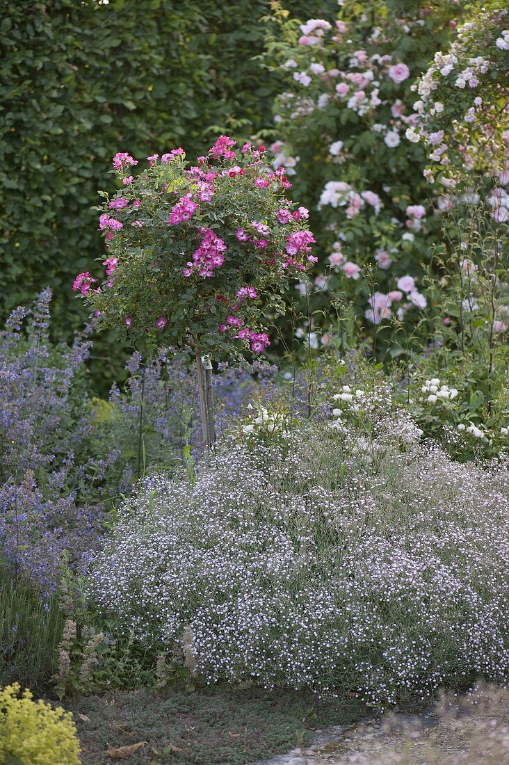 Rosa 'Lupo' (dwarf rose from Kordes on a stem), Gypsophila