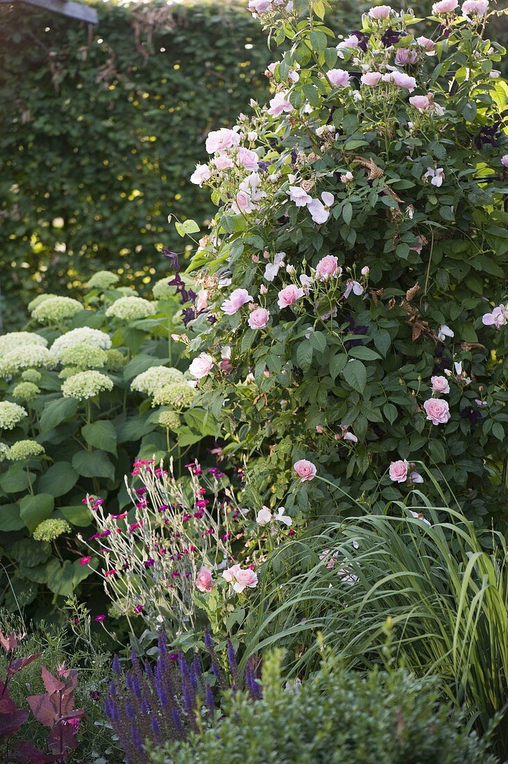 Rosa 'Kir Royal', (climbing rose), ADR rose repeat flowering, fragrant