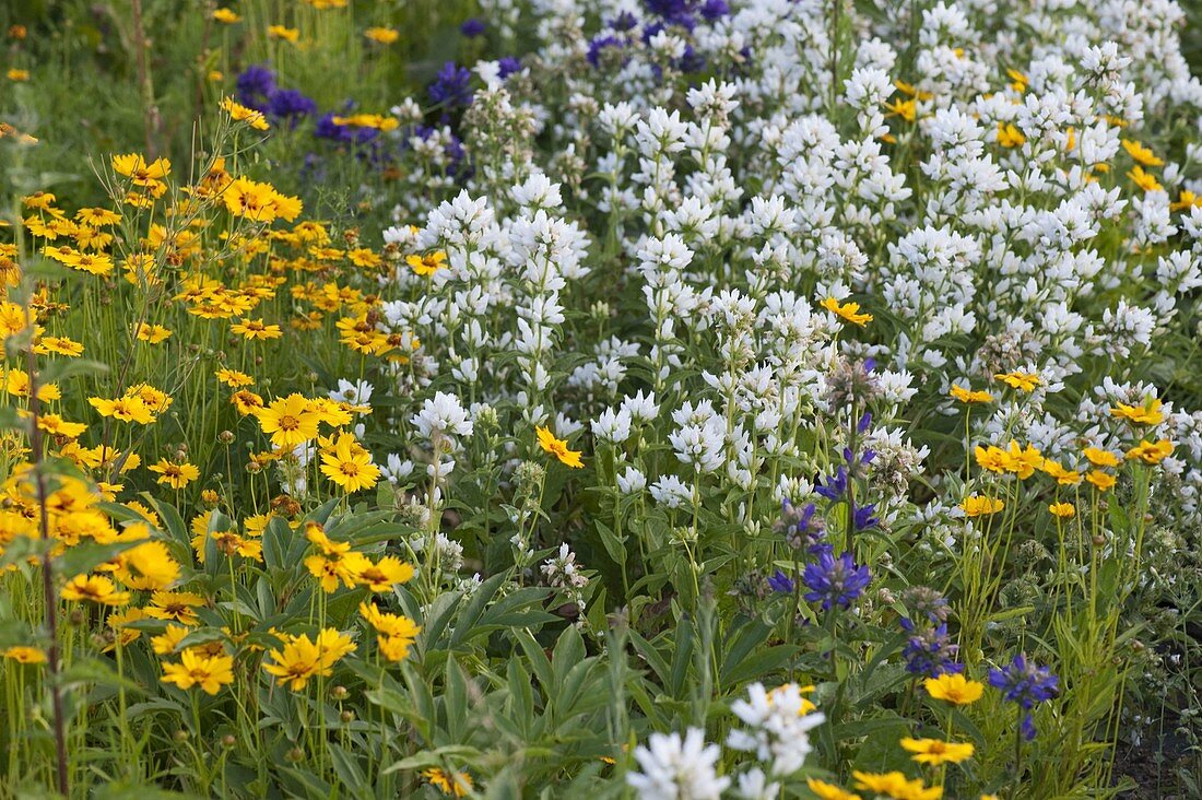 Coreopsis lanceolata 'Sterntaler' (Little Girl's Eye), Campanula glomerata