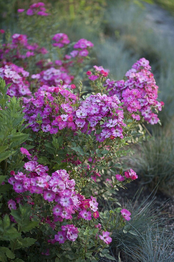 Rosa 'Lupo' (Dwarf roses from Kordes)