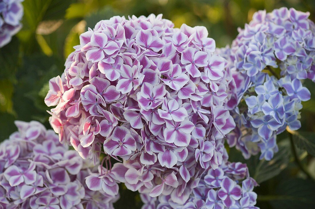 Hydrangea macrophylla 'Bavaria' (bicoloured hydrangea)