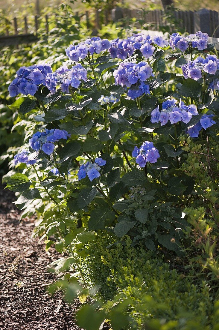 Hydrangea macrophylla 'Blue Tit' (