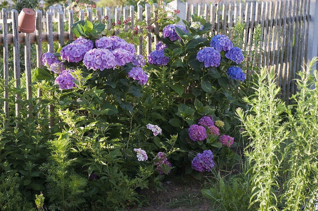 Hydrangea macrophylla (Hortensien) im Bauerngarten