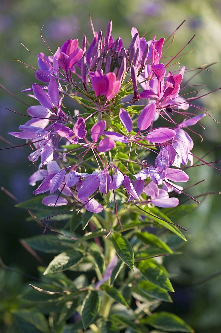 Cleome spinosa 'Lilac colour' (Spider plant)