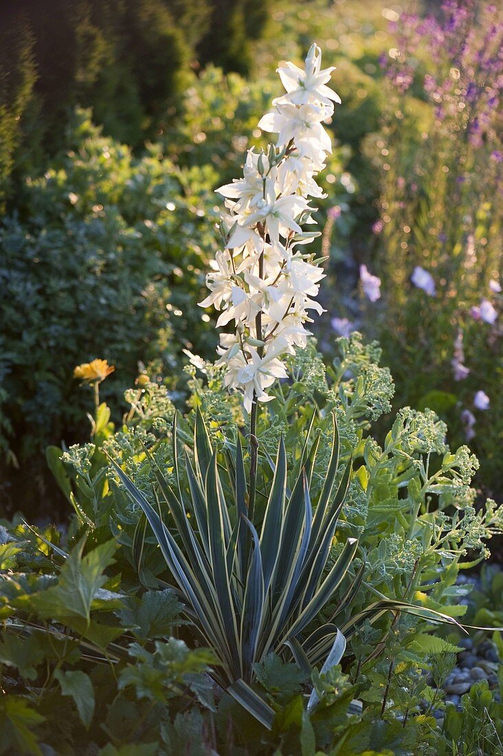 Yucca gloriosa 'Variegata' (palm-tree) with white flowers