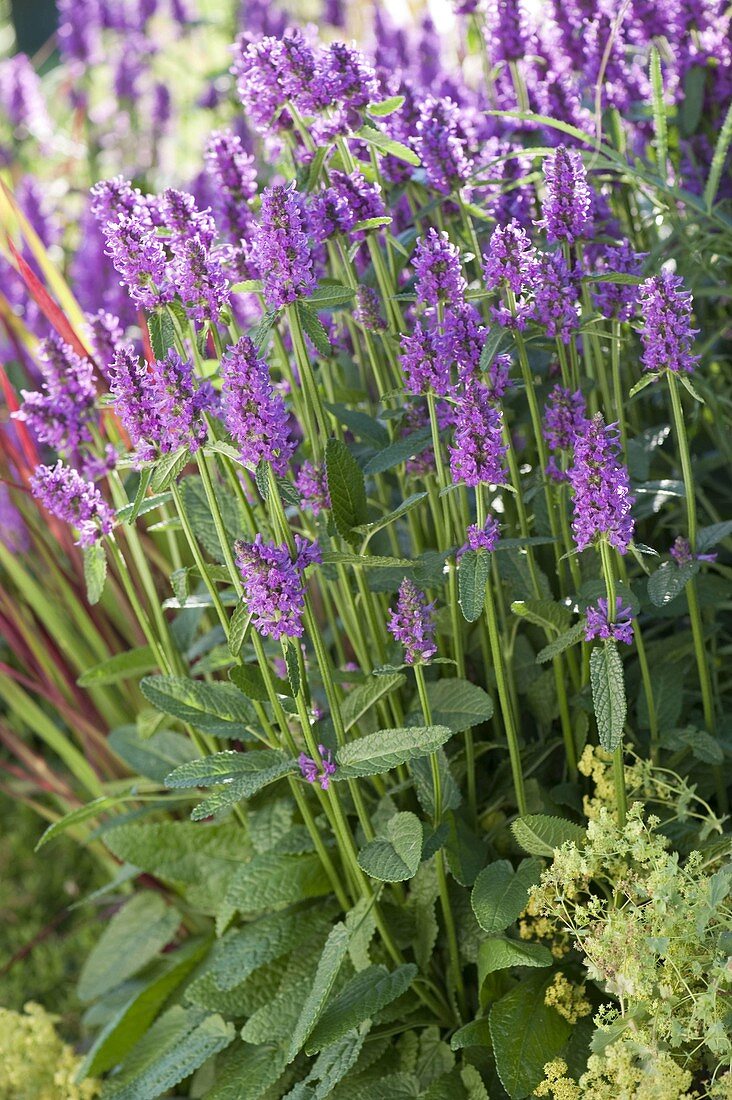 Stachys monnieri 'Hummelo' (Shaggy Ziest)