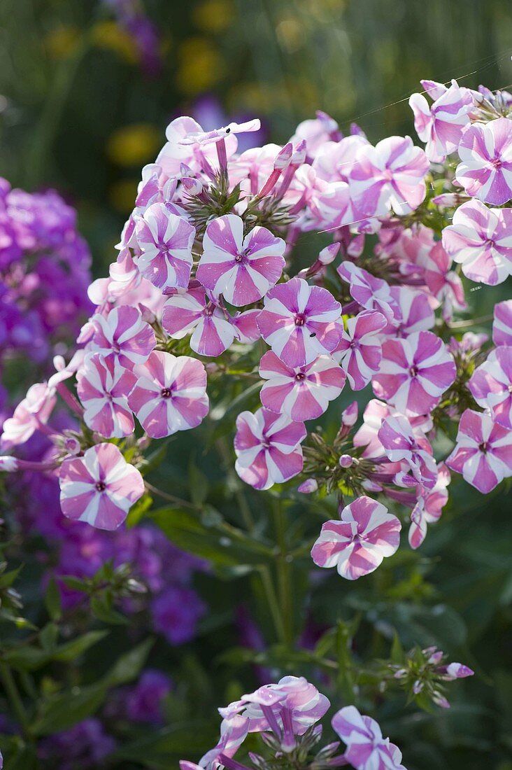 Phlox maculata 'Natascha' (Meadow phlox)