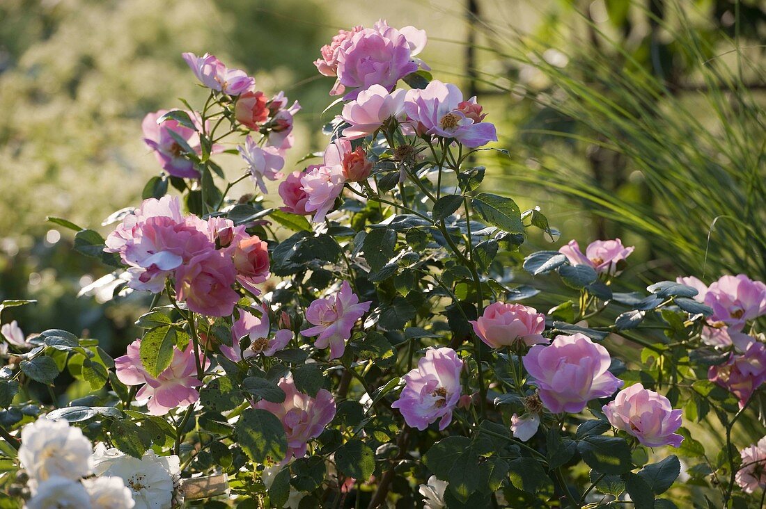 Rosa 'Herzogin Friederike' (shrub rose), repeat flowering