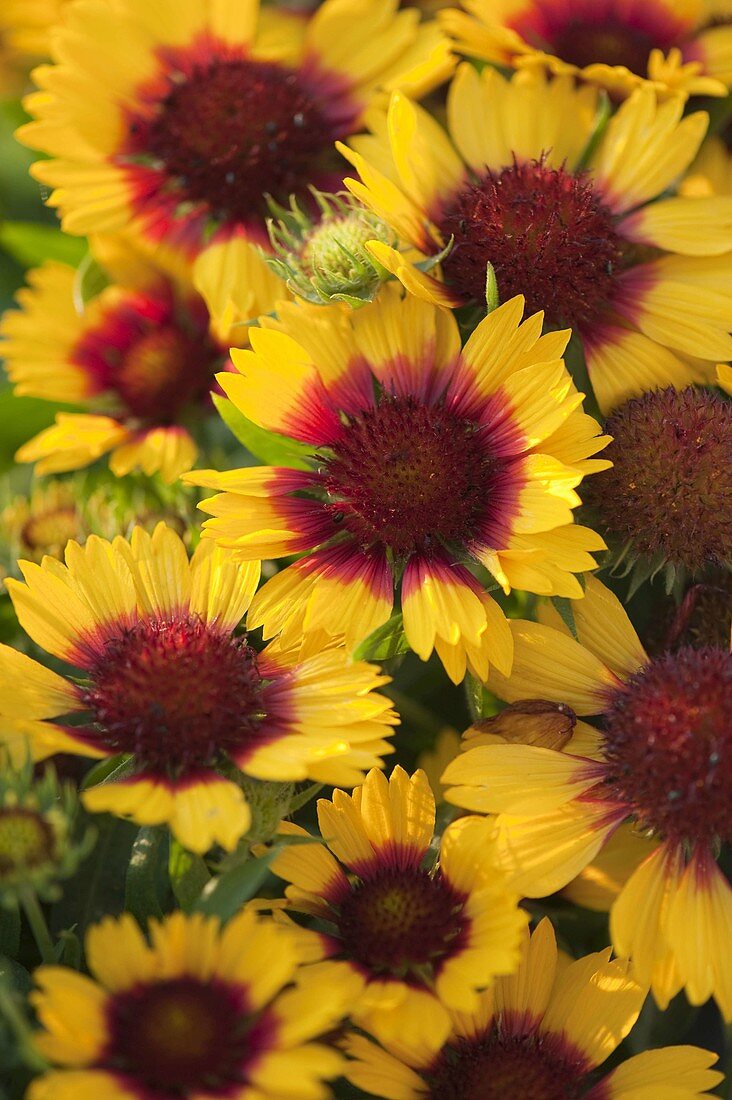 Gaillardia aristata 'Kobold' (coquina flower)