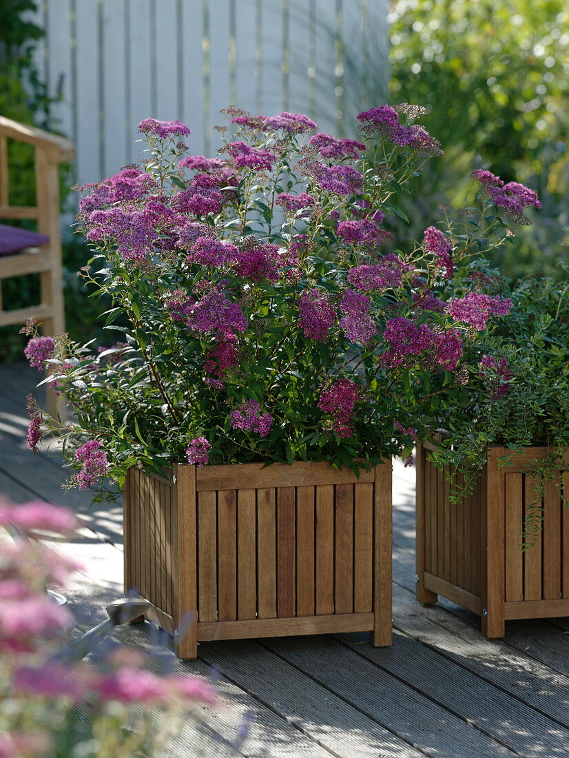 Spiraea x bumalda 'Anthony Waterer' (Rose spirea) in wooden tub