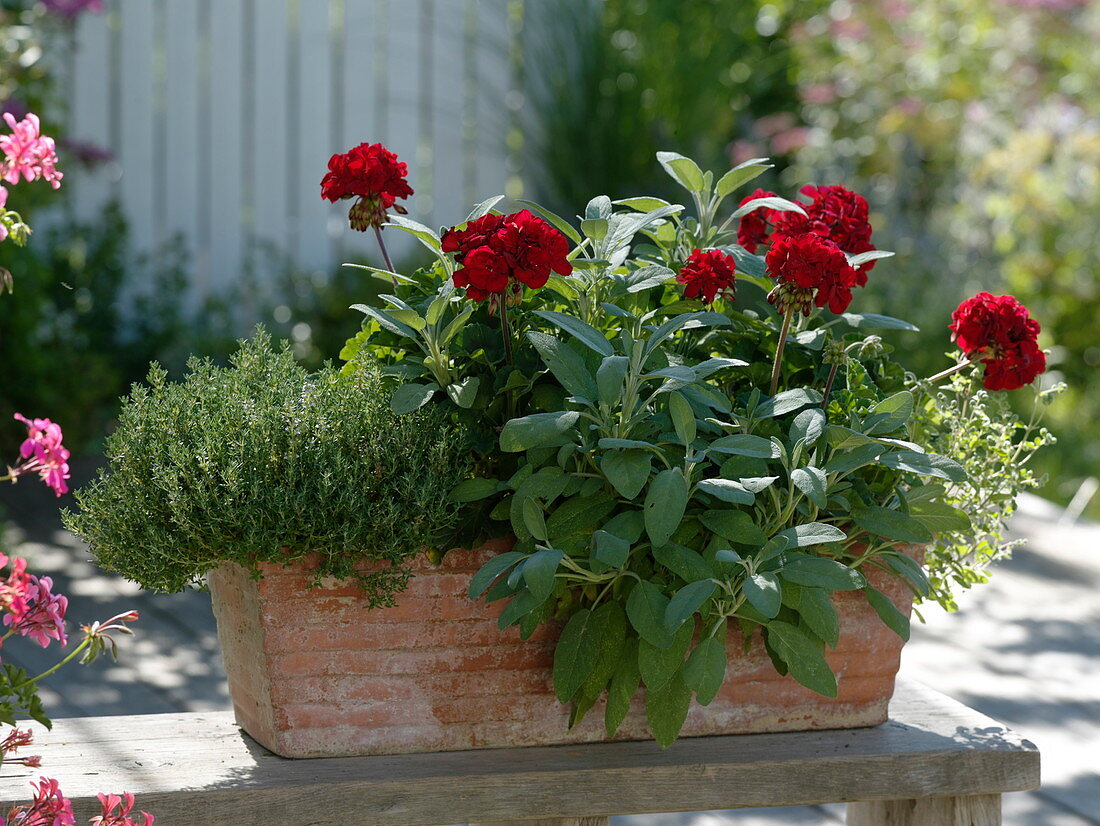 Pelargonium zonale 'Magnus Brillant Velvet' (geranium), thyme