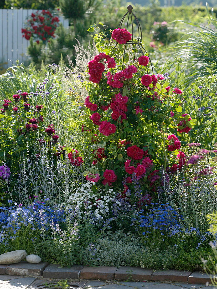 Rosa 'Flammentanz' (Climbing Rose), Monarda 'Cambridge Scarlet'