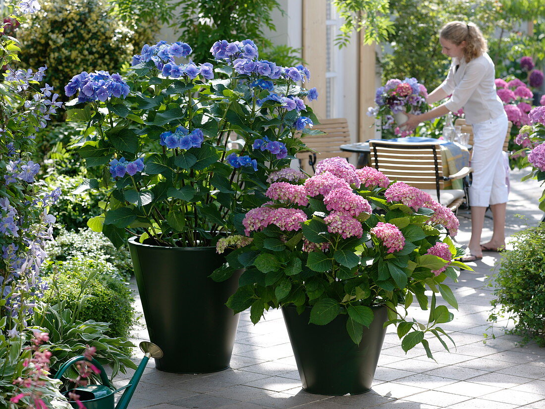 Hydrangea (Hortensien) in schwarzen Metall-Töpfen