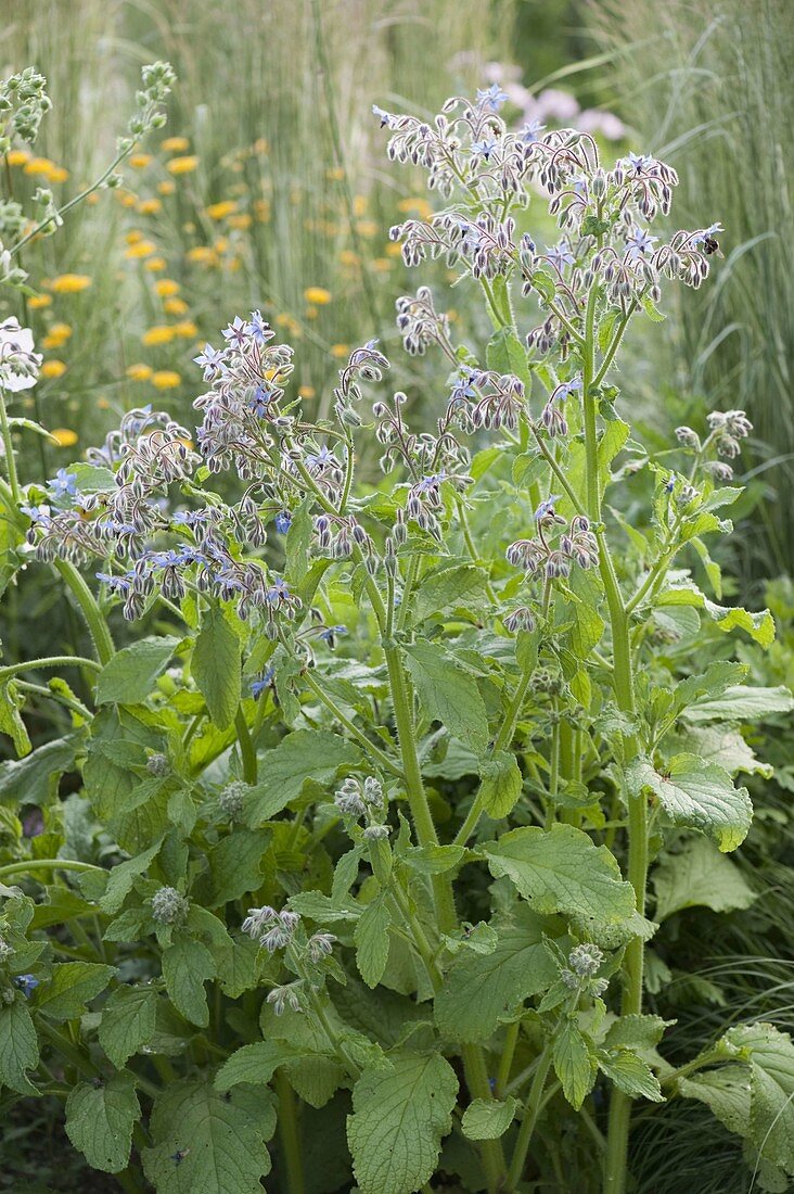 Borretsch (Borago) im Beet