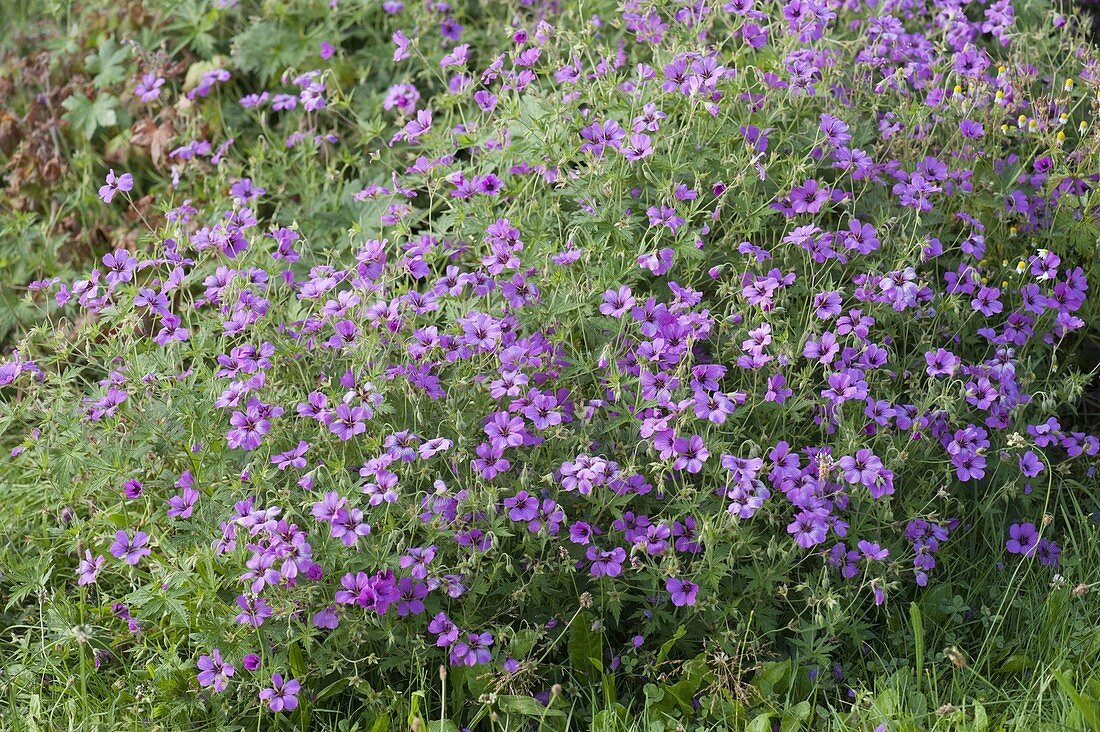 Geranium psilostemon 'Patricia' (Armenischer Storchschnabel)