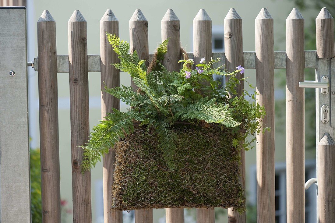 Moss bag with Polystichum setiferum (shield fern), Geranium