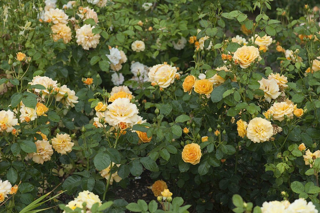 Rosa 'Tequila', (bedding rose), repeat flowering, no fragrance