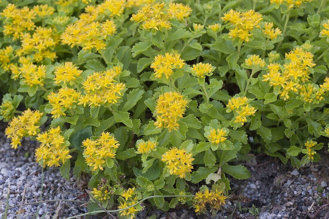 Sedum floriferum 'Weihenstephaner Gold' (Gold Fetthenne)