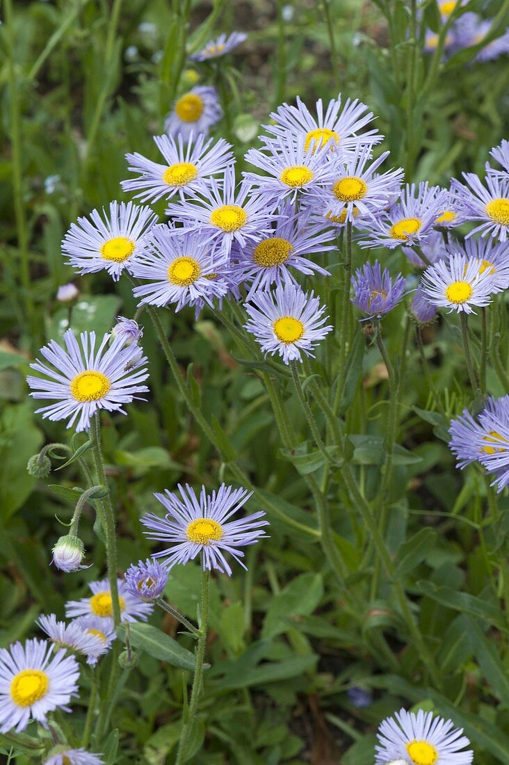 Aster alpinus 'Goliath' (Alpine aster)