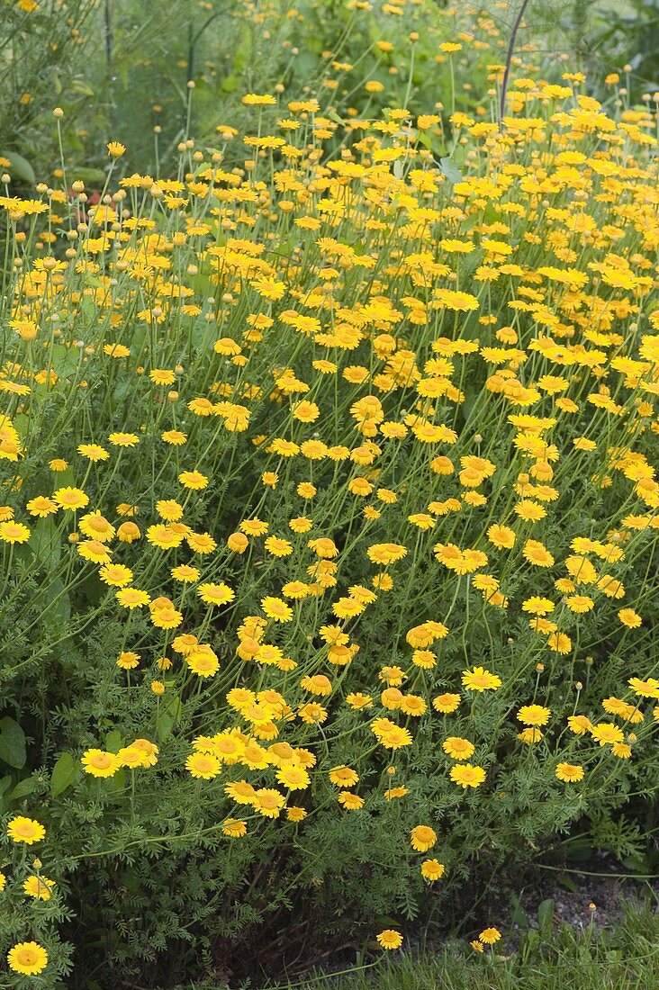 Anthemis tinctoria (Camomile)