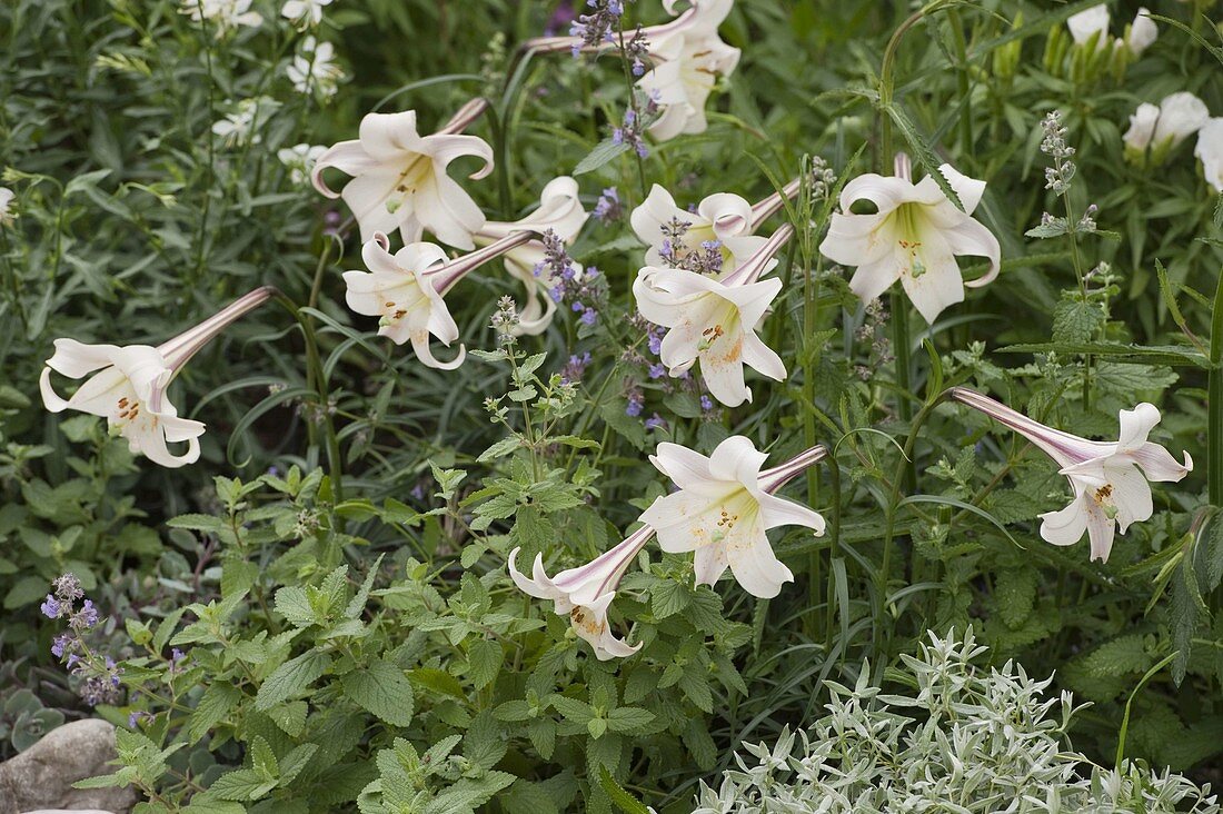 Lilium formosanum 'White Crane' (Formosa lily)