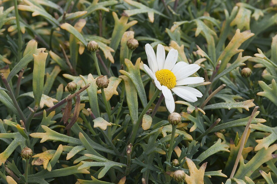 Beginnende Verticillium, Welke an Argyranthemum frutescens (Margerite)