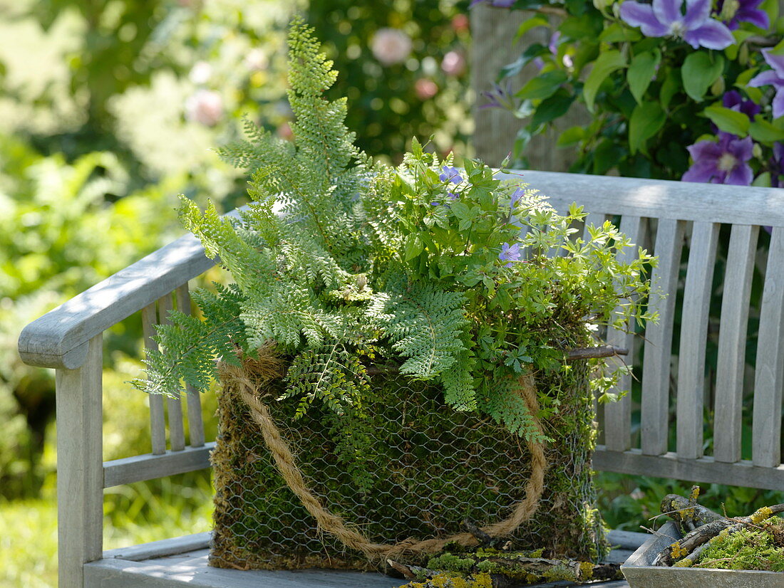 Moostasche mit Polystichum setiferum (Schildfarn), Geranium