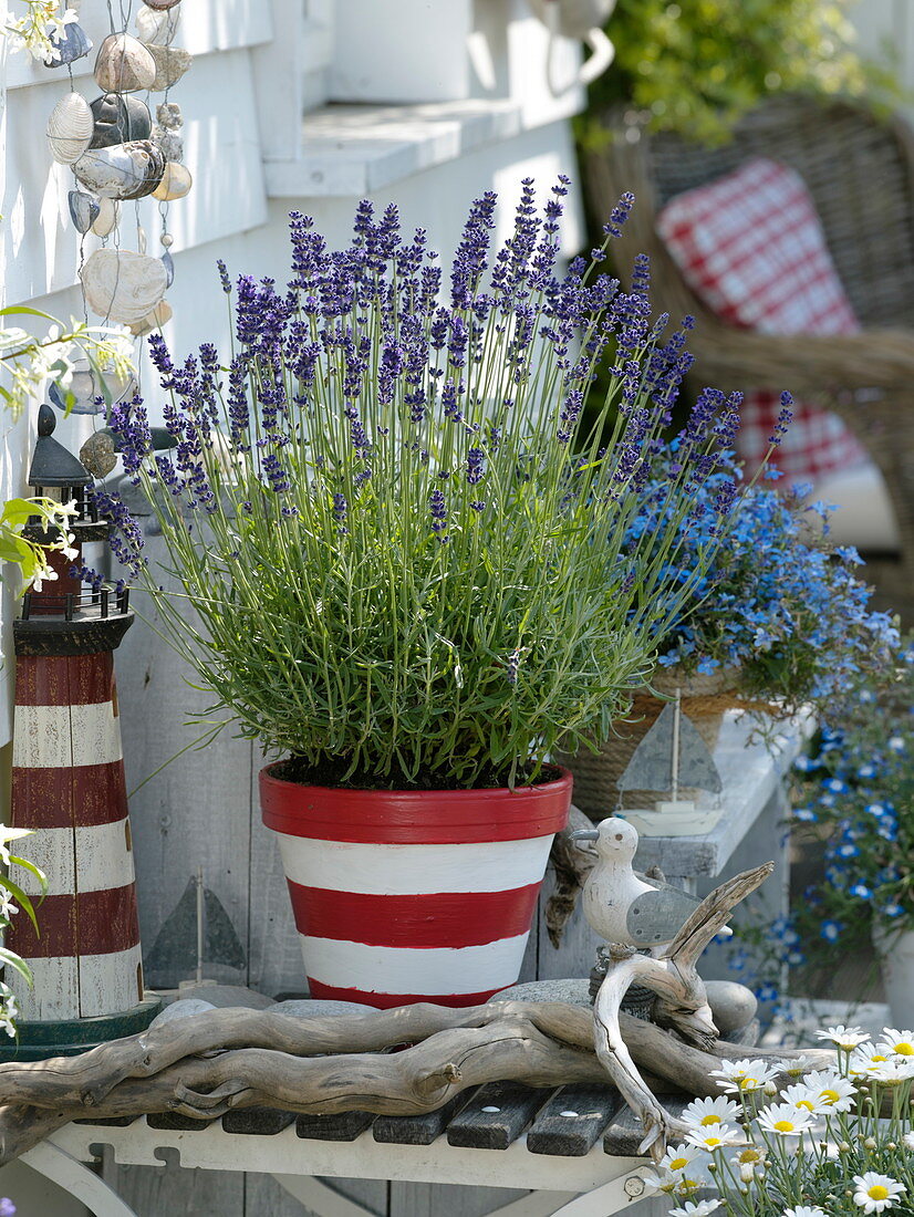 Lavendel 'Hidcote Blue' (Lavandula) in rot-weiß angemaltem Tontopf