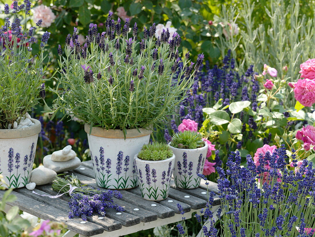 Crested lavender (Lavandula stoechas), lavender 'Hidcote Blue' (lavender)