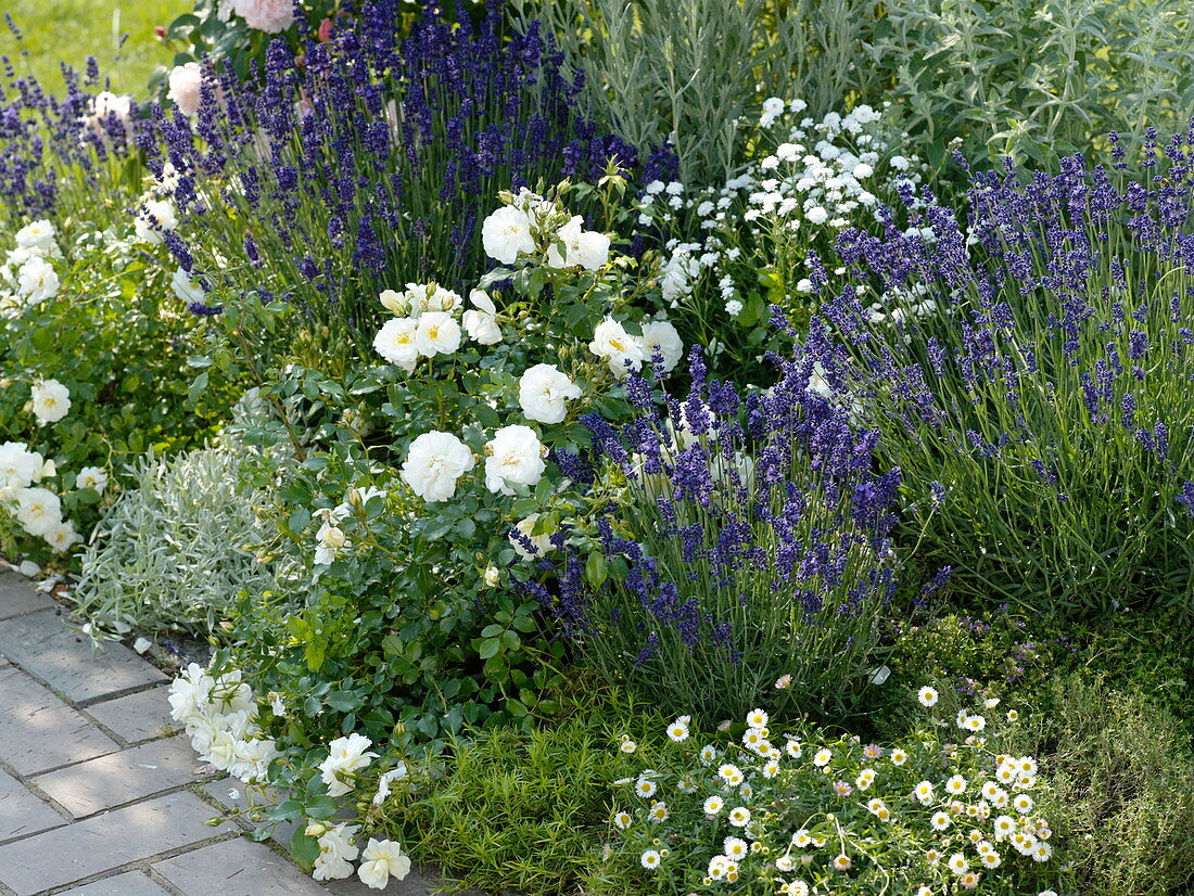 Roses with herbs and perennials