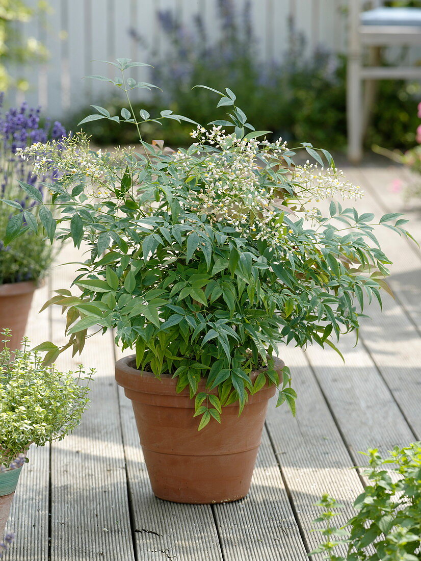 Nandina domestica (sacred bamboo) blooming, in terracotta pot