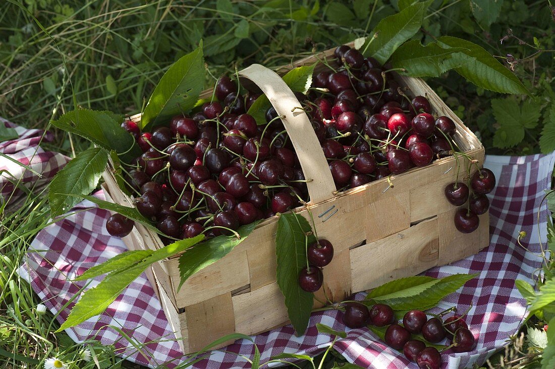 Freshly harvested sweet cherries (Prunus avium) in a spanking basket