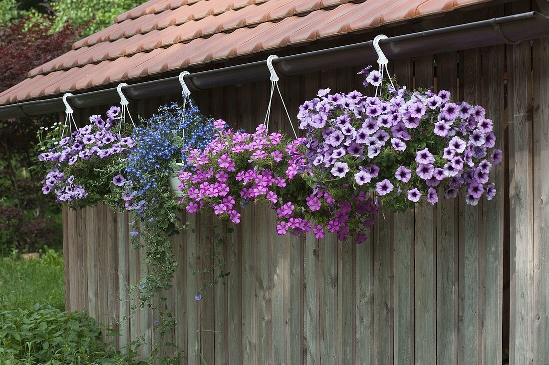 Petunia 'Bordeaux', 'Raspberry Blast', Lobelia