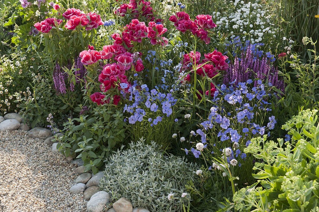 Godetia (Atlasblumen, Sommerazaleen), Silene coeli-rosa (Himmelsröschen)