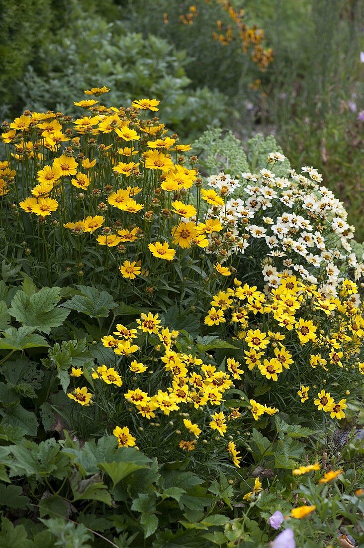 Coreopsis 'Gold Nugget', grandiflora 'Sonnenkind' and 'Snowberry'