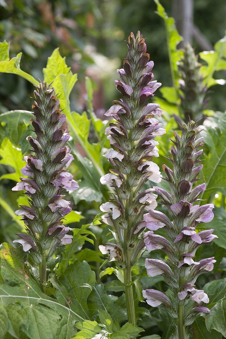 Acanthus hungaricus (Hogweed)