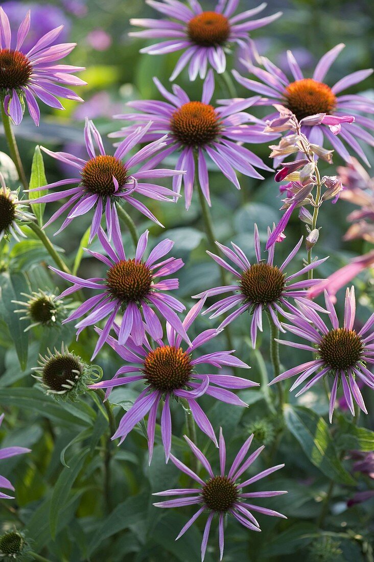 Echinacea purpurea 'Rosenelfe' (roter Sonnenhut)