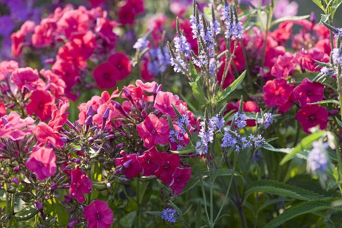 Verbena hastata 'Blue Spires' (Lanzen-Eisenkraut), Phlox paniculata 'Starfire'