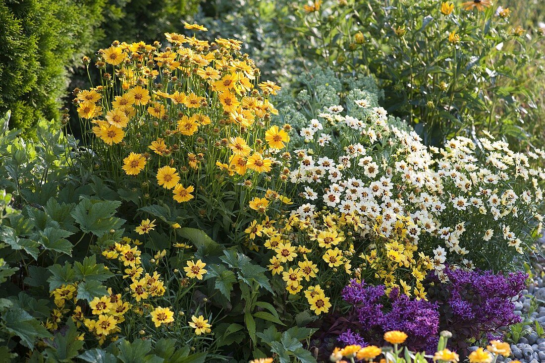 Coreopsis 'Gold Nugget', grandiflora 'Sonnenkind' and 'Snowberry' (girl's eye)