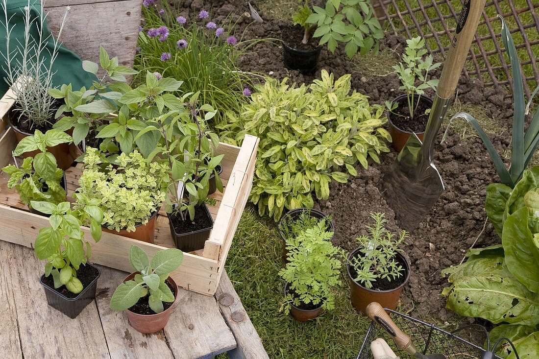 Planting herbs in beds