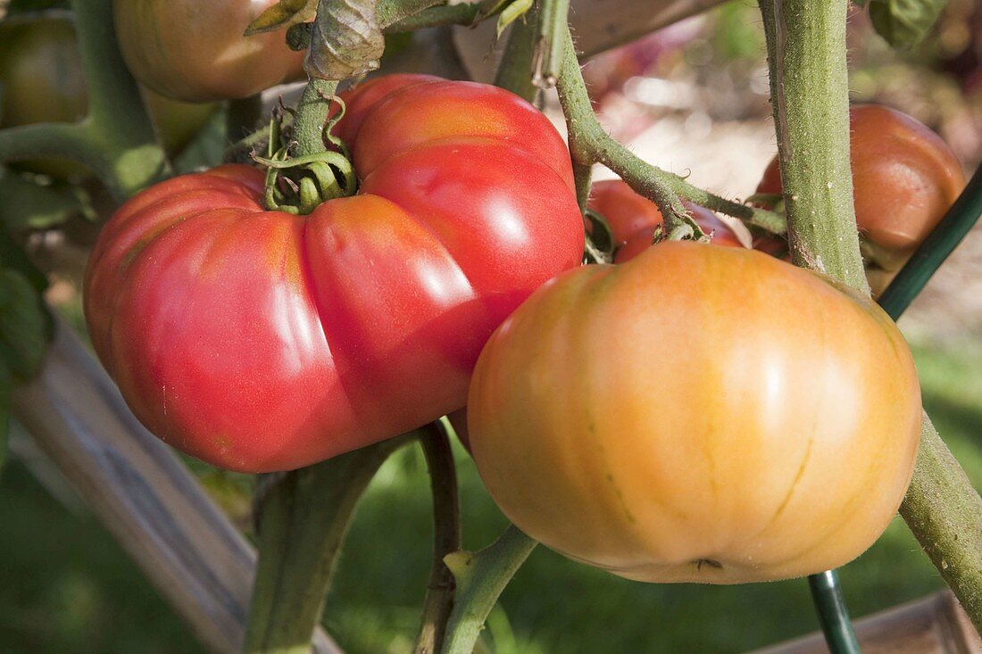 Flesh tomatoes 'Orenbourg Giant' (Lycopersicon)