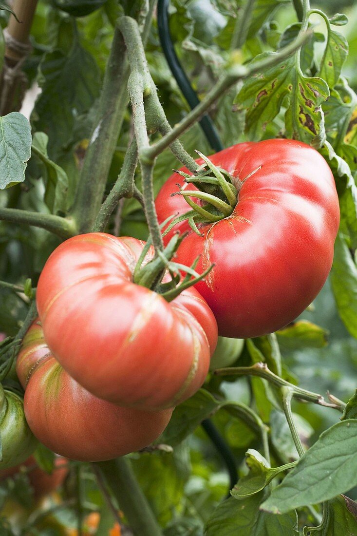 Flesh tomatoes 'Orenbourg Giant' (Lycopersicon)