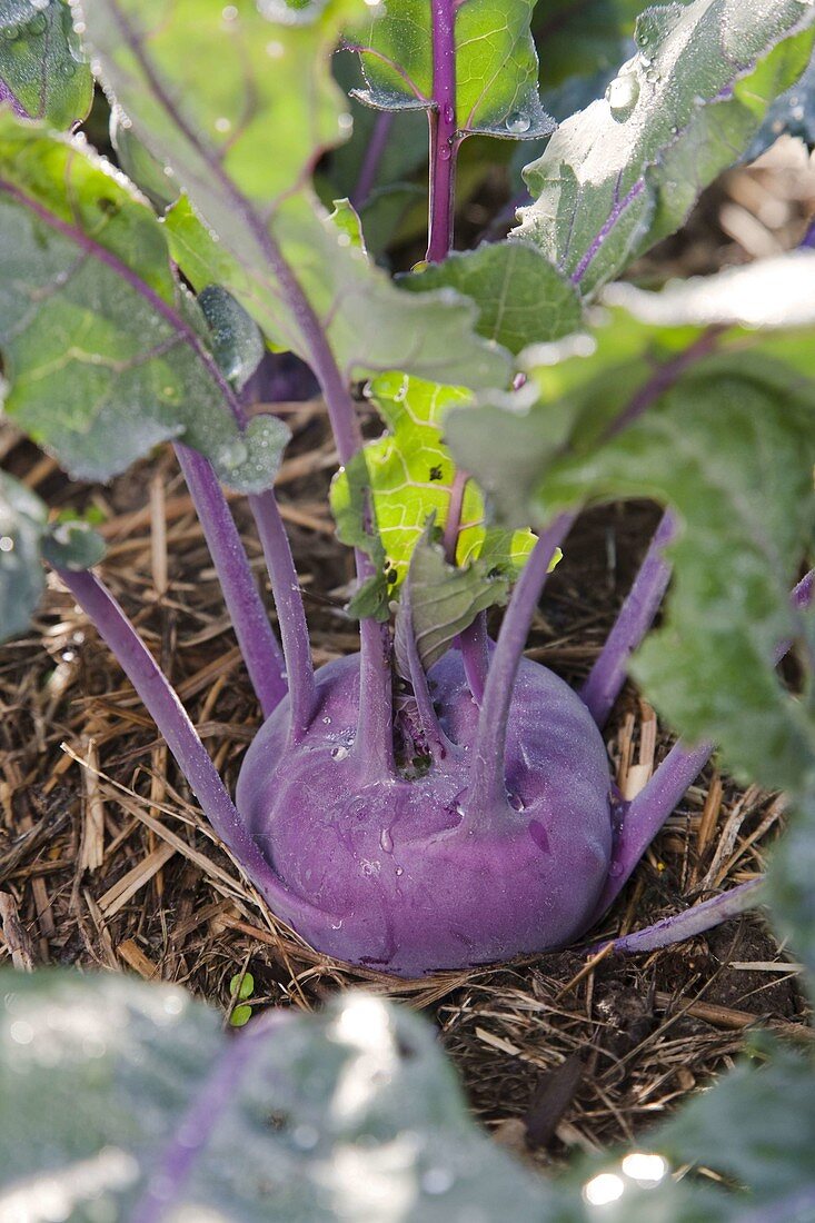 Blue kohlrabi 'Azur Star' (Brassica oleracea var. Gongylodes)