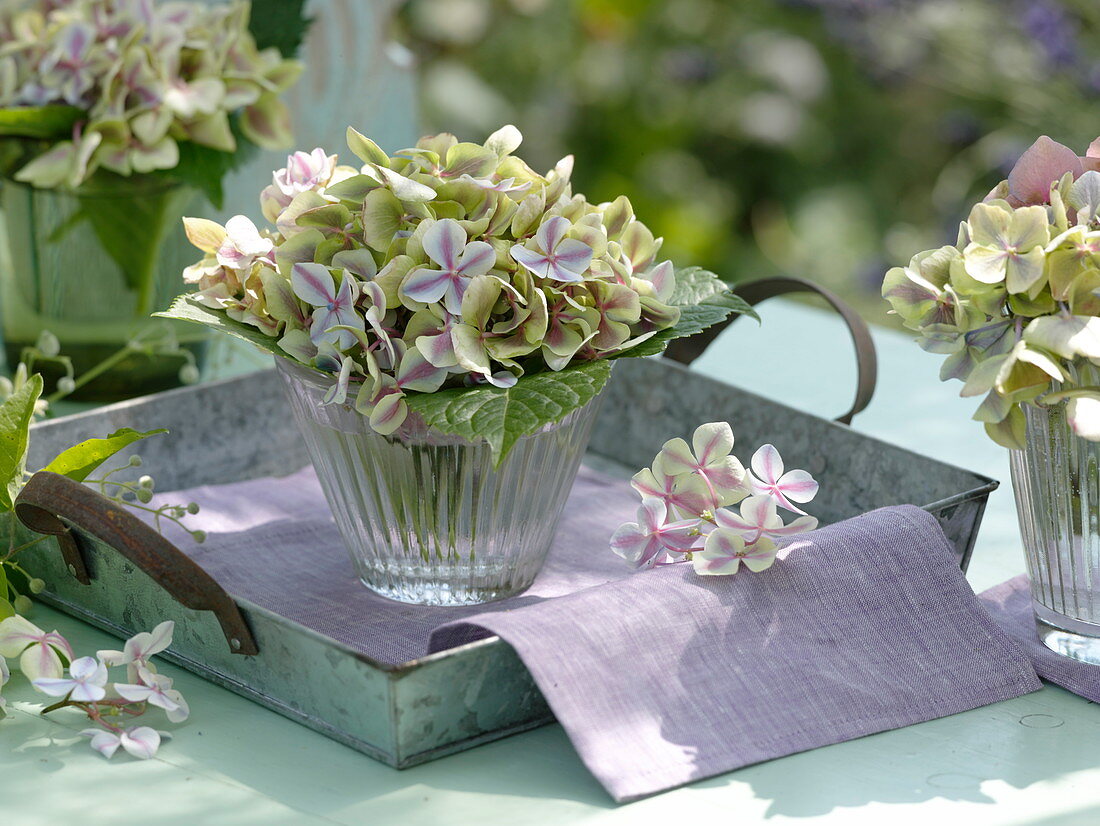 Kleine Sträuße aus verblühenden Blüten von Hydrangea (Hortensien)