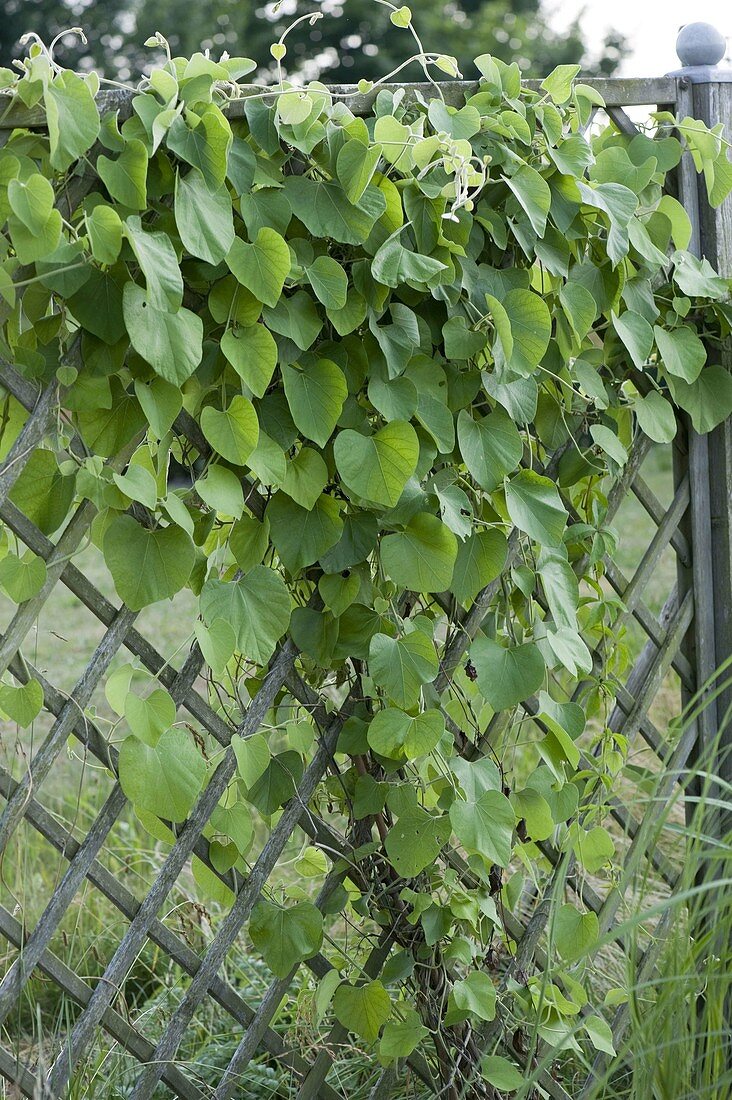 Aristolochia durior (pipevine) on scissor fence